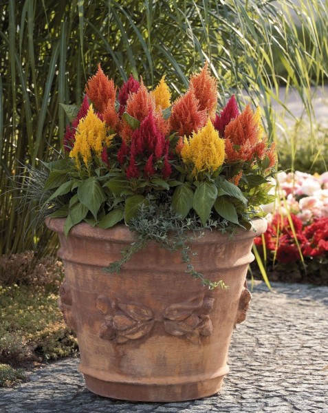 Celosia	(celosia plumosa/celozja pierzasta)