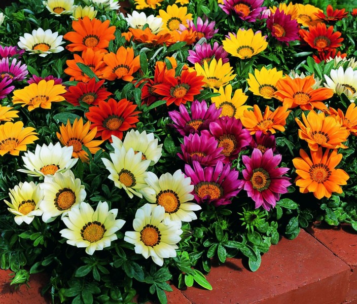 Gazania (gazania splendens/gazania lśniąca)