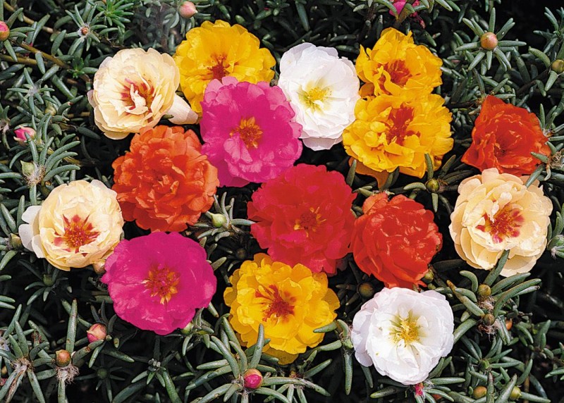 Portulaca (portulaka)