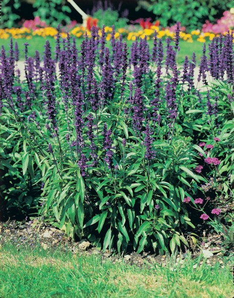 Salvia splendens (szałwia)