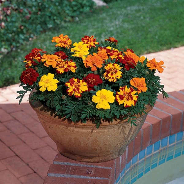 Tagetes 