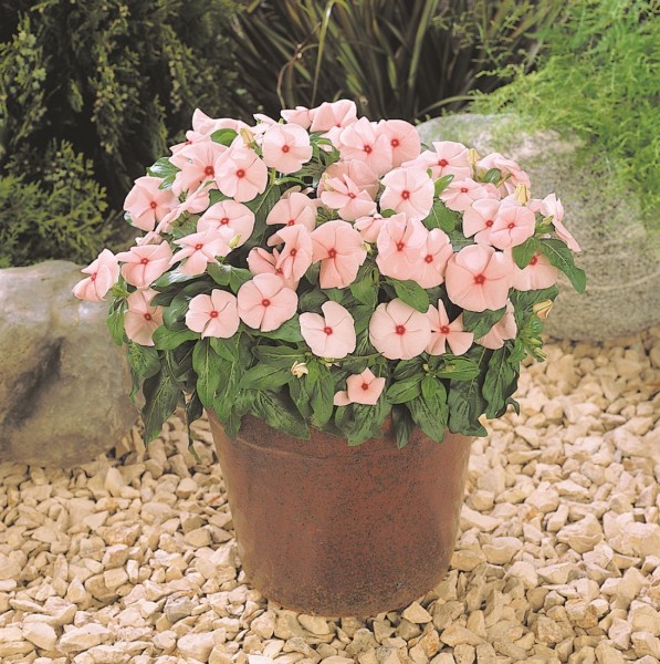 Vinca seria Pacifica (catharanthus roseus/barwinek różowy)