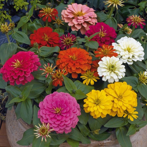 Zinnia elegans Magellan (zinnia elegans/cynia wytworna)