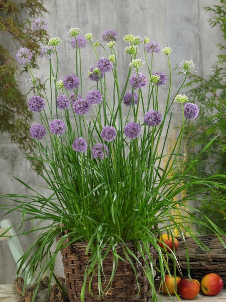 Allium (czosnek)