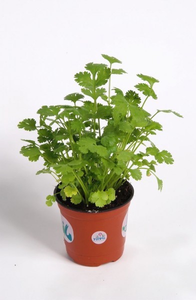 Coriandrum (kolendra)