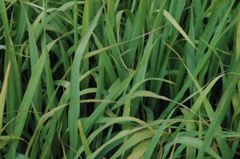 Cymbopogon (trawa cytrynowa)