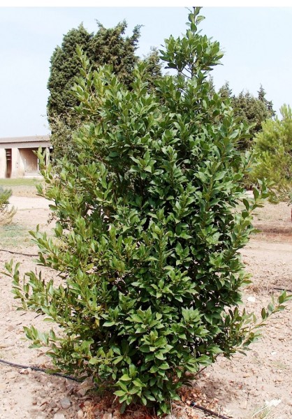 Laurus (laur) Laurus (laur)
