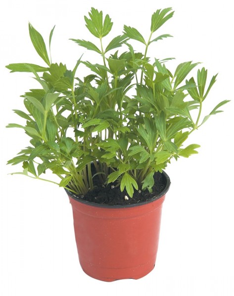 Levisticum (lubczyk)