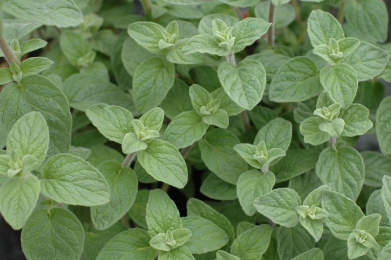 Majorana (majeranek) Majorana (majeranek)