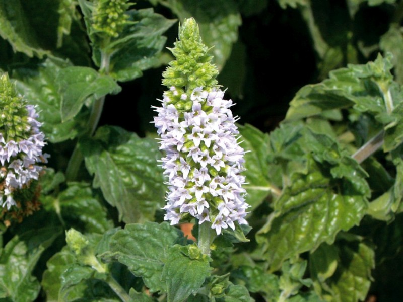 Mentha (mięta)