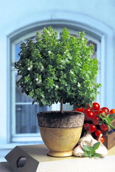 Ocimum basilicum (bazylia)