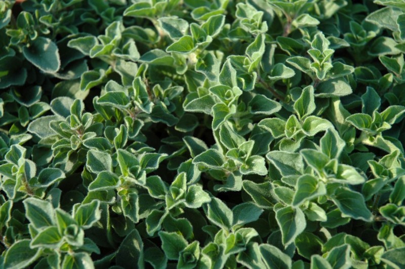 Origanum (oregano) Origanum (oregano)