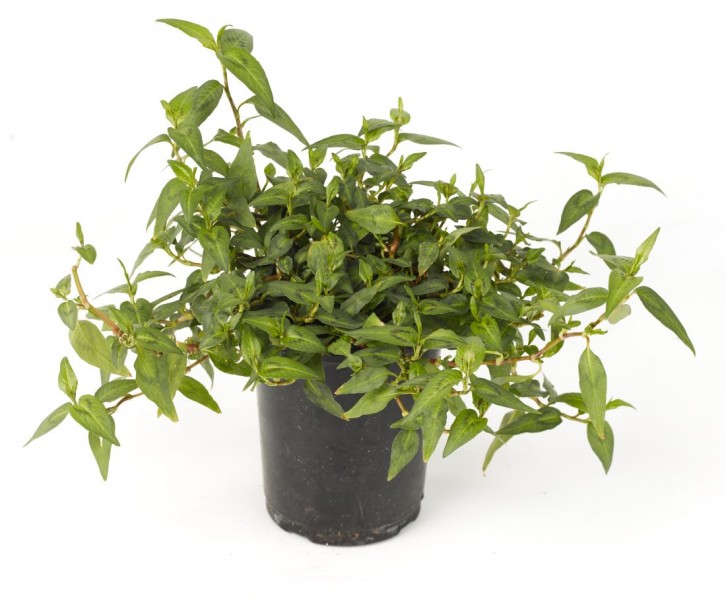 Persicaria Persicaria