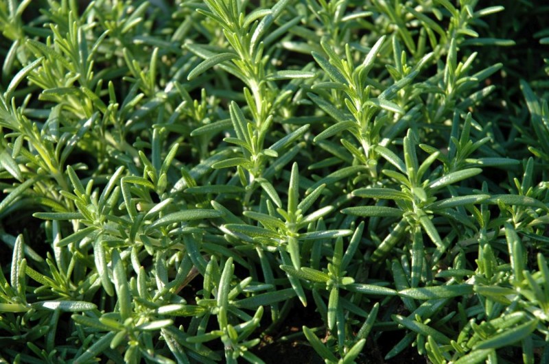 Rosmarinus (rozmaryn) Rosmarinus (rozmaryn)