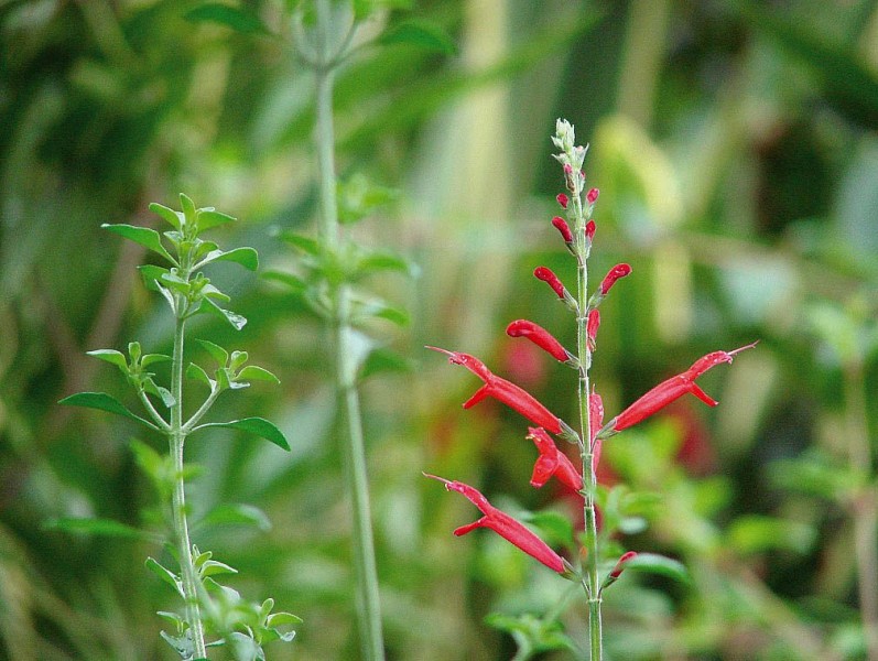 Salvia (szałwia)