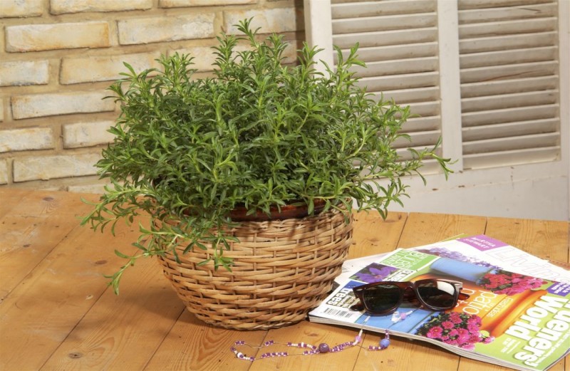 Satureja (cząber) Satureja (cząber)