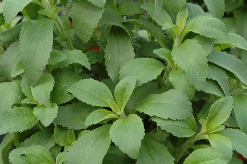Stevia (stewia)