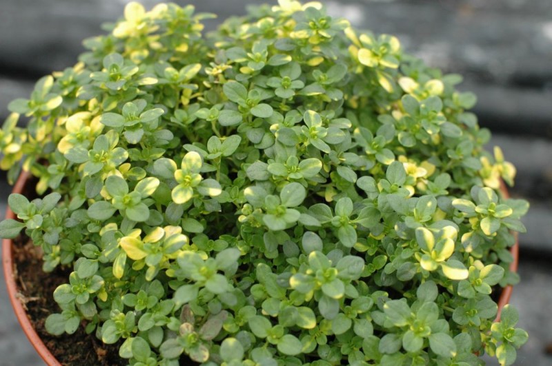 Thymus (tymianek) Thymus (tymianek)