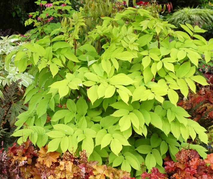 Aralia