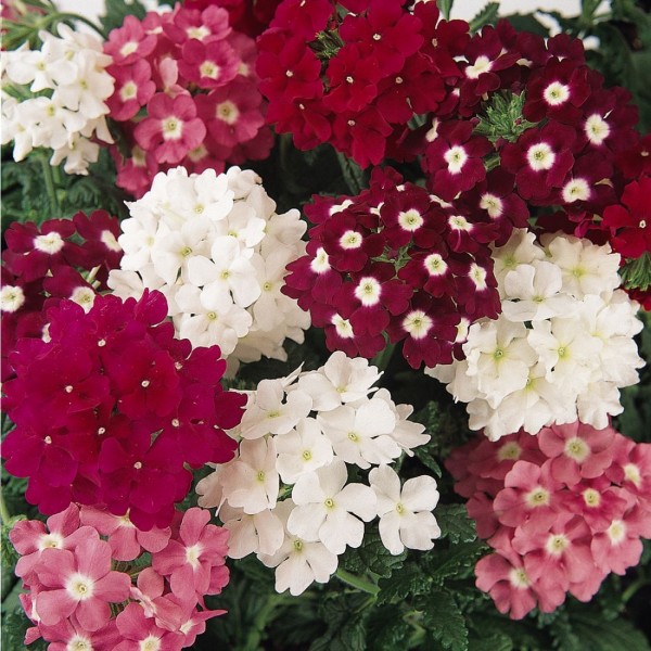 Rośliny jednoroczne z nasion