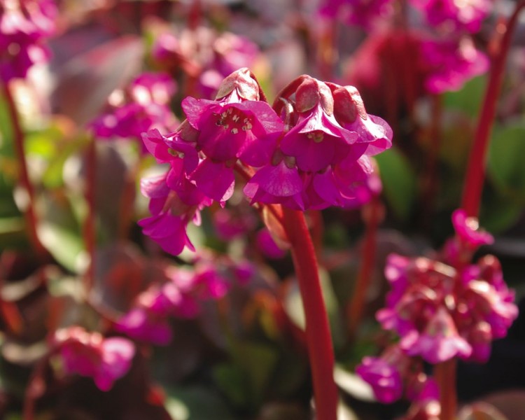 Bergenia
