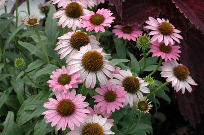 Echinacea - jeżówka Echinacea - jeżówka