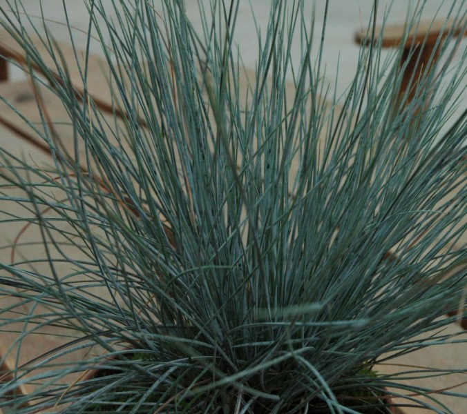 Festuca - kostrzewa Festuca - kostrzewa