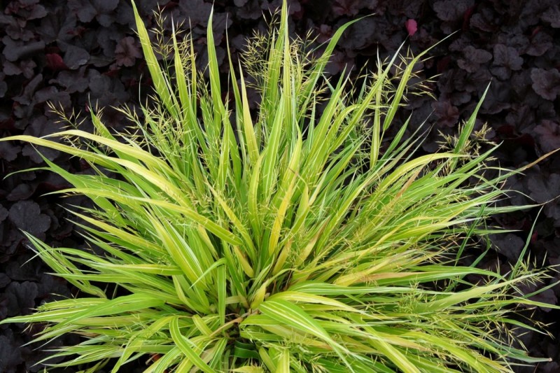 Hakonechloa