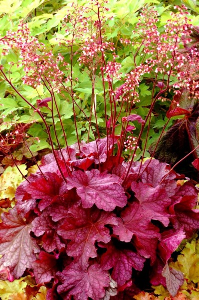 Heuchera - żurawka