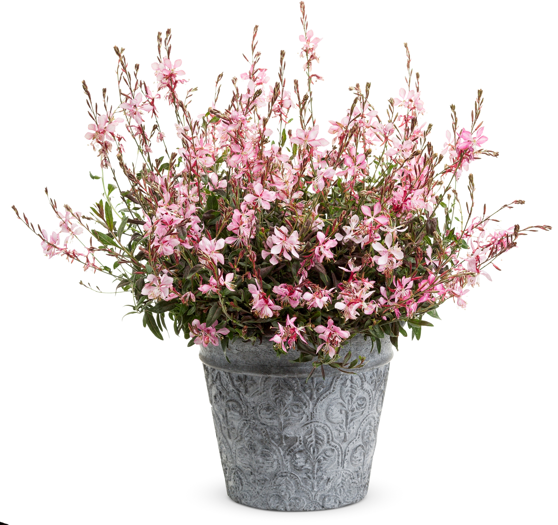 Gaura
