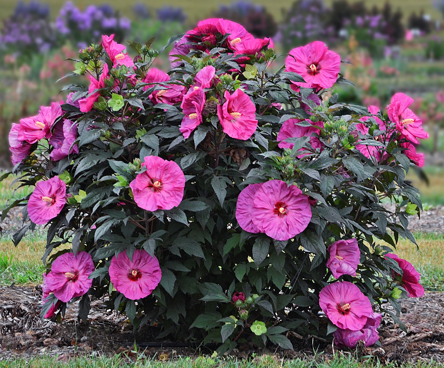 Hibiskus  Summerific