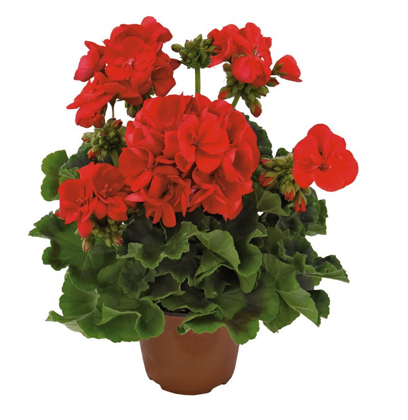 Nowa Maja w Ogrodzie - Pelargonia Champion