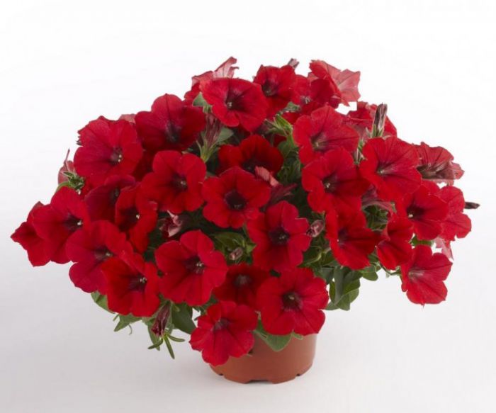 Surfinia ma już 30 lat! 