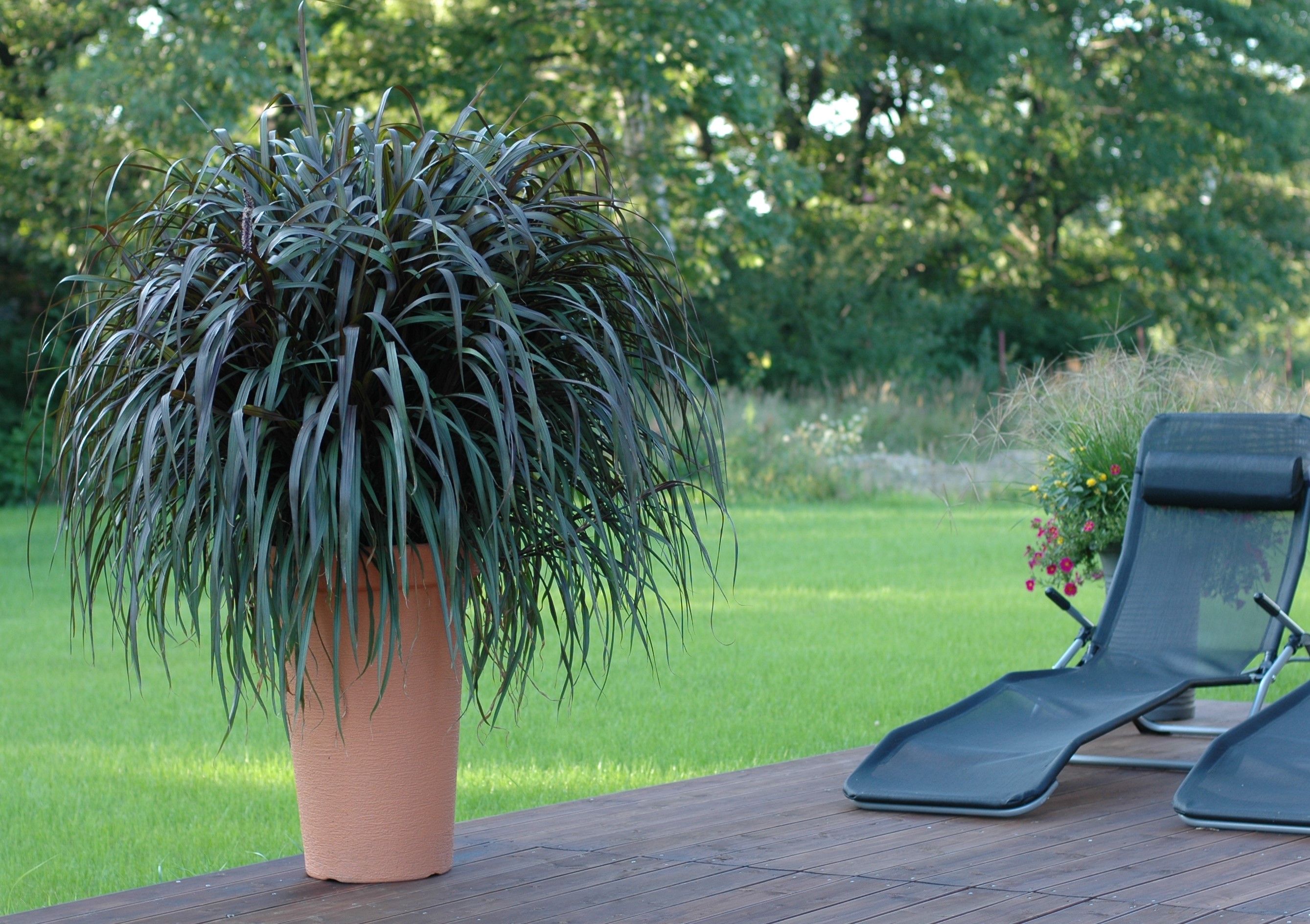 Trawa ozdobna - Vertigo (Pennisetum purpureum) 