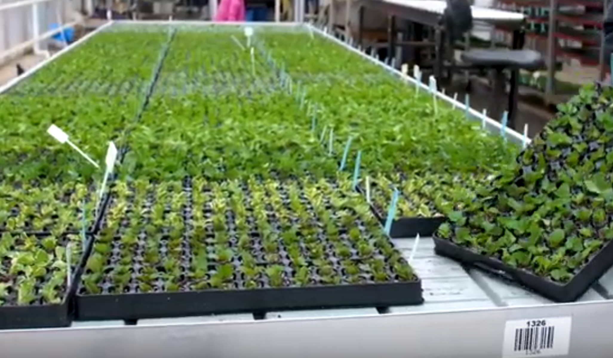 Plantpol - "POLSKIE, ZNACZY DOBRE" (całe nagranie)