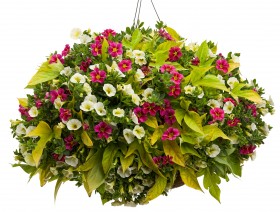 Jak opiekować się roślinami?