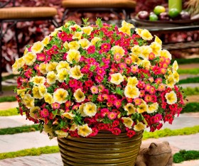 Co zrobić gdy przenawozimy rośliny?