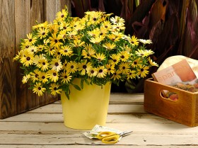 Jakie inne zabiegi są ważne dla roślin?