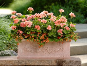 Jakie pojemniki wybrać do sadzenia roślin?