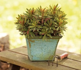 Jak prawidłowo przesadzać rośliny?