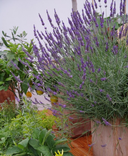 Zimowanie Lawendy Pure Platinum Nico