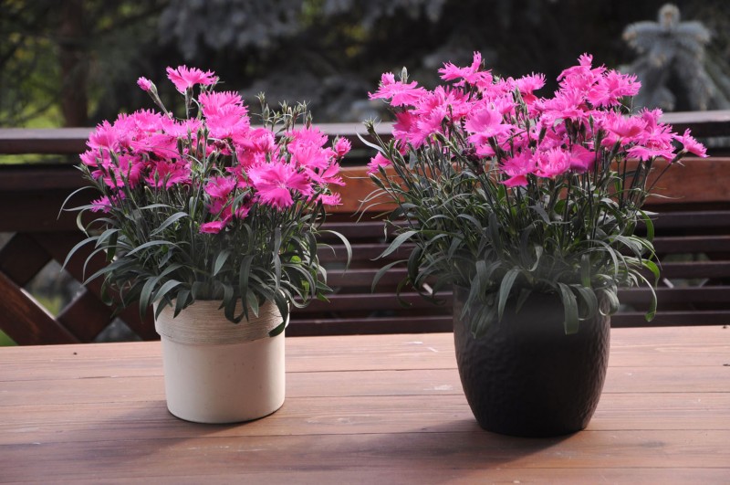 Goździk Suntory Dianthus Pink