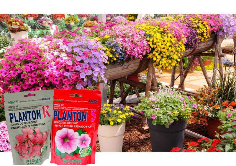 Planton - pamiętajmy o nawożeniu roślin
