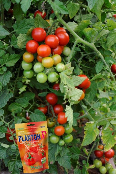 Nawożenie pomidorów