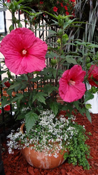 Hibiskus Summerific kwitnie!