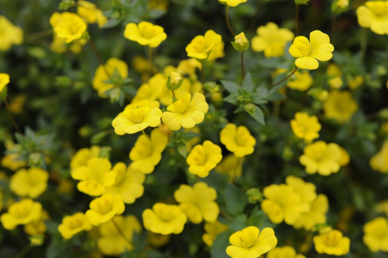 Mecardonia Gold Dust