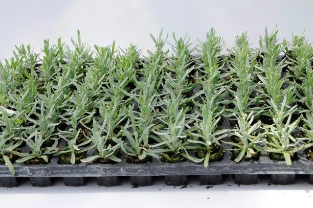 sadzonka ukorzeniona, lista nadwyżek