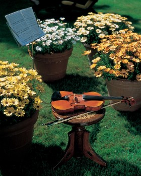 Osteospermum Springstar