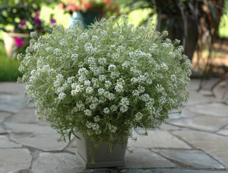 Lobularia Snow Princess®