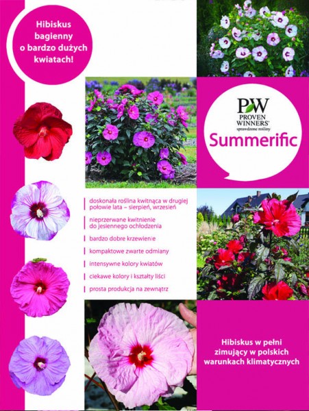 SUMMERIFIC - niezwykły hibiskus byliniwy